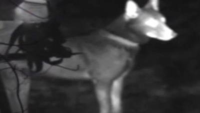 Finding Bigfoot Season 6 Episode 102