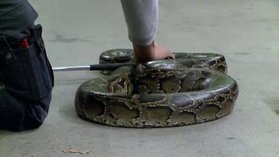 Swamp Wars Season 1 Episode 3