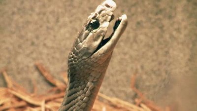 Swamp Wars Season 1 Episode 4