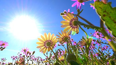 Africa's Wild Year Season 1 Episode 1