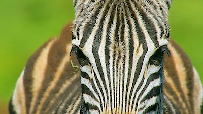 Africa's Wild Year Season 1 Episode 2