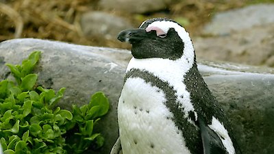 Africa's Wild Year Season 1 Episode 4