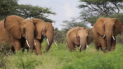 In The Womb: Animal Babies Season 1 Episode 1