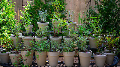 Homegrown Season 3 Episode 4