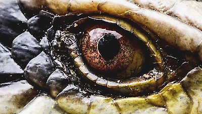 Secrets in the Jungle Season 1 Episode 4