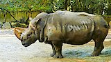 Riddle of the Ancient Rhino