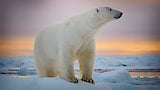 The Polar Bear