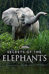 Secrets of the Elephants