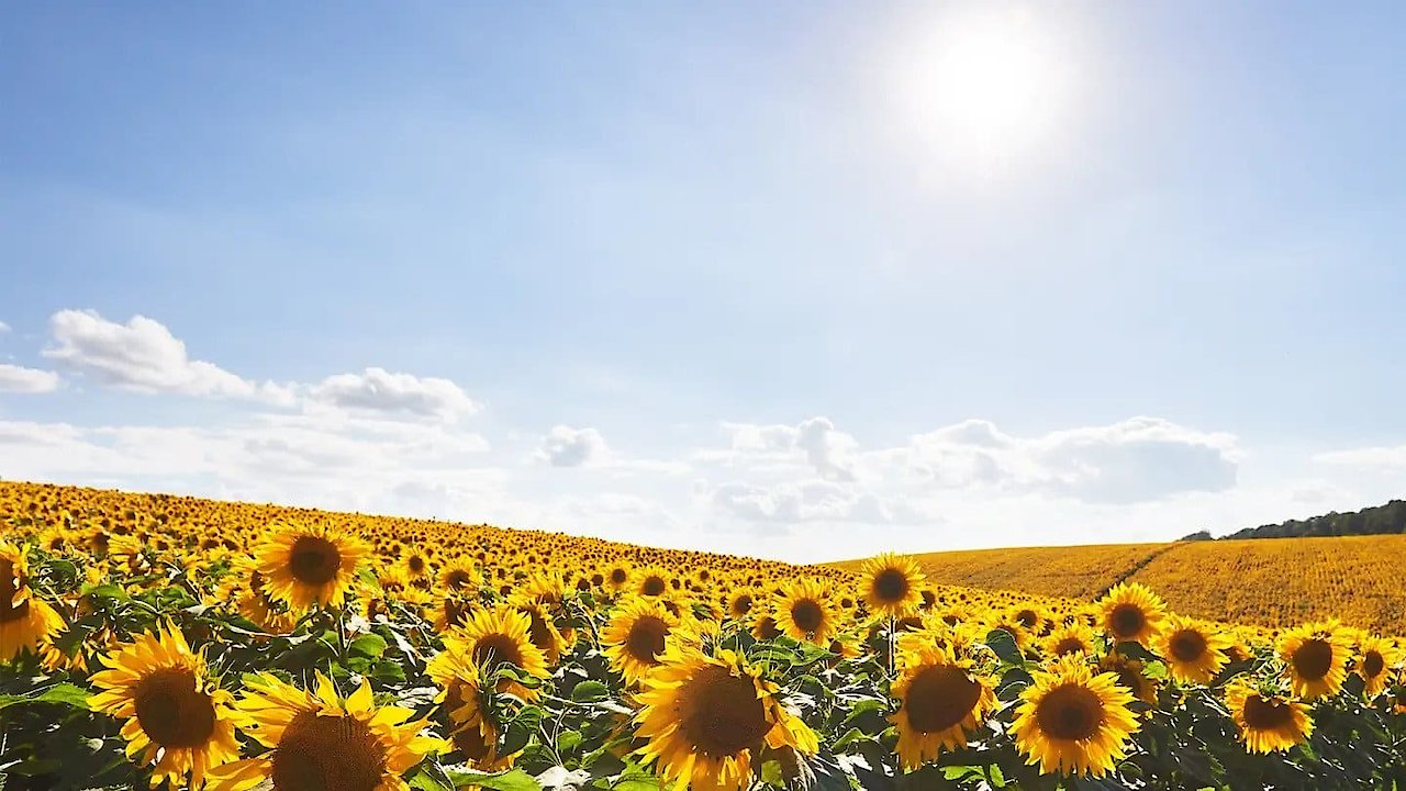The Three Drinkers in Cognac