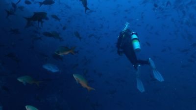 Most Extreme Sharks Season 1 Episode 3