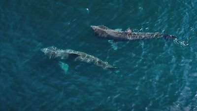 Most Extreme Sharks Season 1 Episode 4