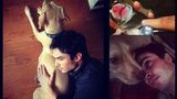 Ian Somerhalder is a Grandpa to 8 Puppies!
