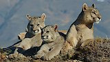 Patagonia Puma