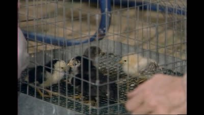 Mister Rogers' Neighborhood Season 18 Episode 5