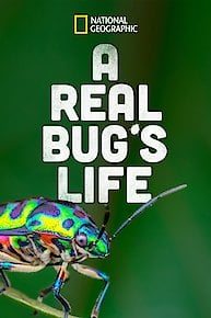 A Real Bug's Life