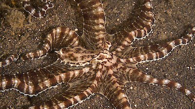 Watch Secrets of the Octopus Season 1 Episode 1 - Shapeshifters Online Now