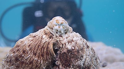 Watch Secrets of the Octopus Season 1 Episode 3 - Social Networkers ...