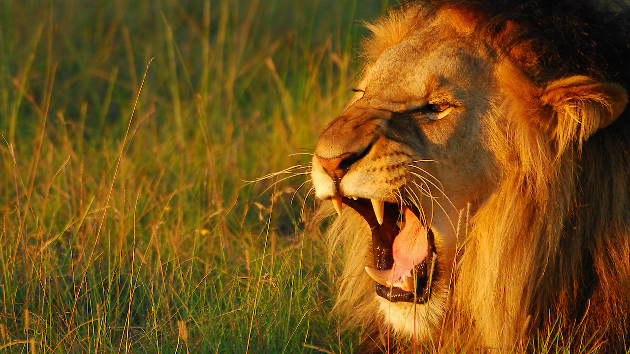 Secret World of Sound with David Attenborough