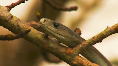 Naked And Afraid: Last One Standing Season 1 Episode 3