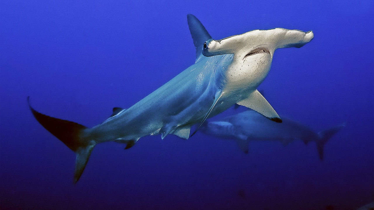 Alien Abyss Season 1 Episode 2