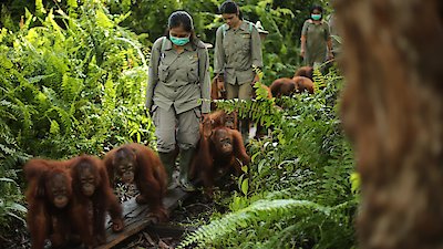 Becoming Orangutan Season 1 Episode 1