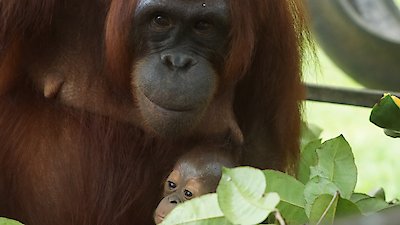 Becoming Orangutan Season 1 Episode 3
