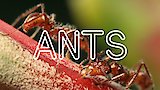 ANTS!