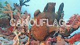 Incredible Aquatic Camouflage