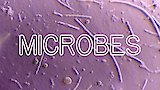How Microbes Rule Your World