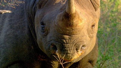 Austin Stevens Adventures Season 1 Episode 5