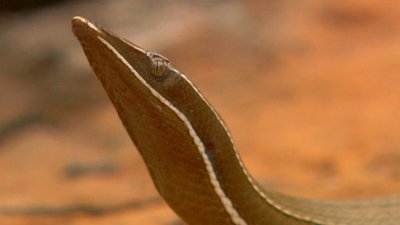 Austin Stevens Adventures Season 1 Episode 2