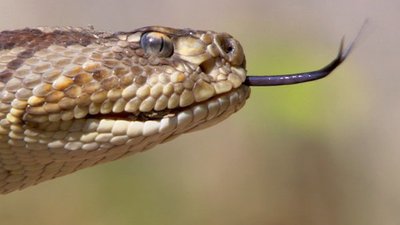 Austin Stevens Adventures Season 1 Episode 3