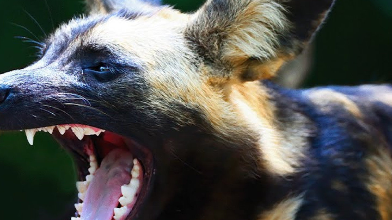 Wild Dogs: Pack vs. Pride