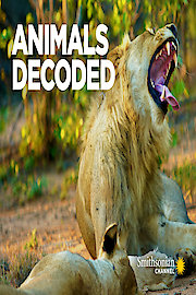 Animals Decoded