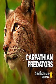 Carpathian Predators