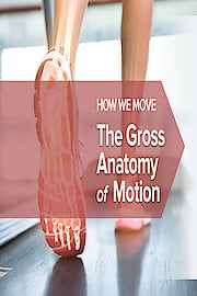 How We Move: The Gross Anatomy of Motion