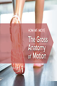 How We Move: The Gross Anatomy of Motion