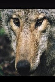 Language of Wolves