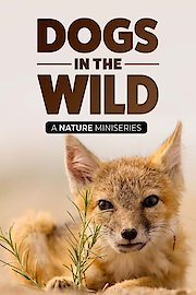 Dogs in the Wild