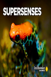 Supersenses
