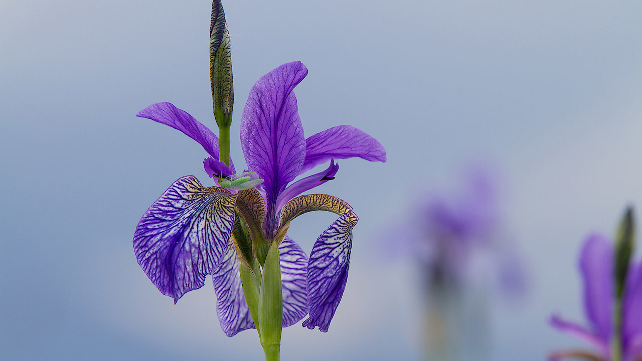 Chiemgau, A Changing Landscape