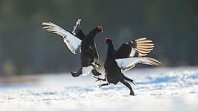 Wild Scandinavia Season 1 Episode 2