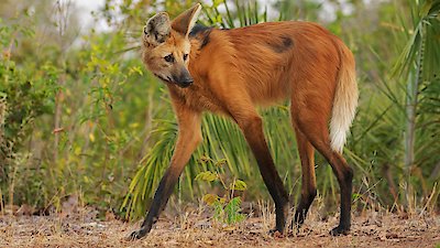 Planet Earth III Season 1 Episode 3