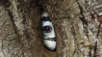 Planet Earth III Season 1 Episode 5