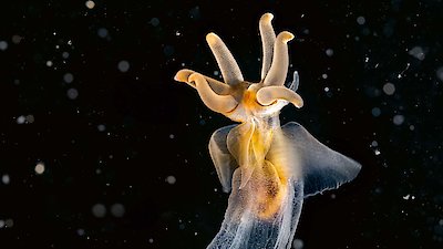 Planet Earth III Season 1 Episode 1