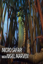 Micro Safari With Nigel Marven