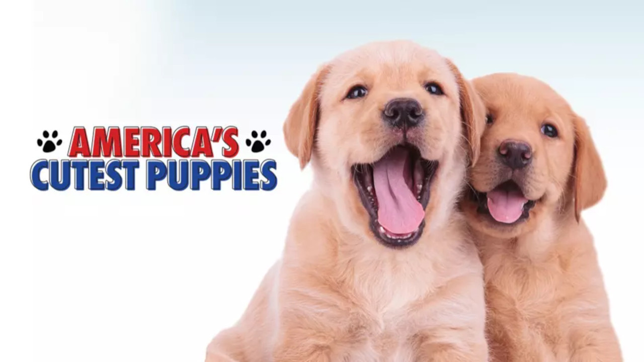 America's Cutest Puppies