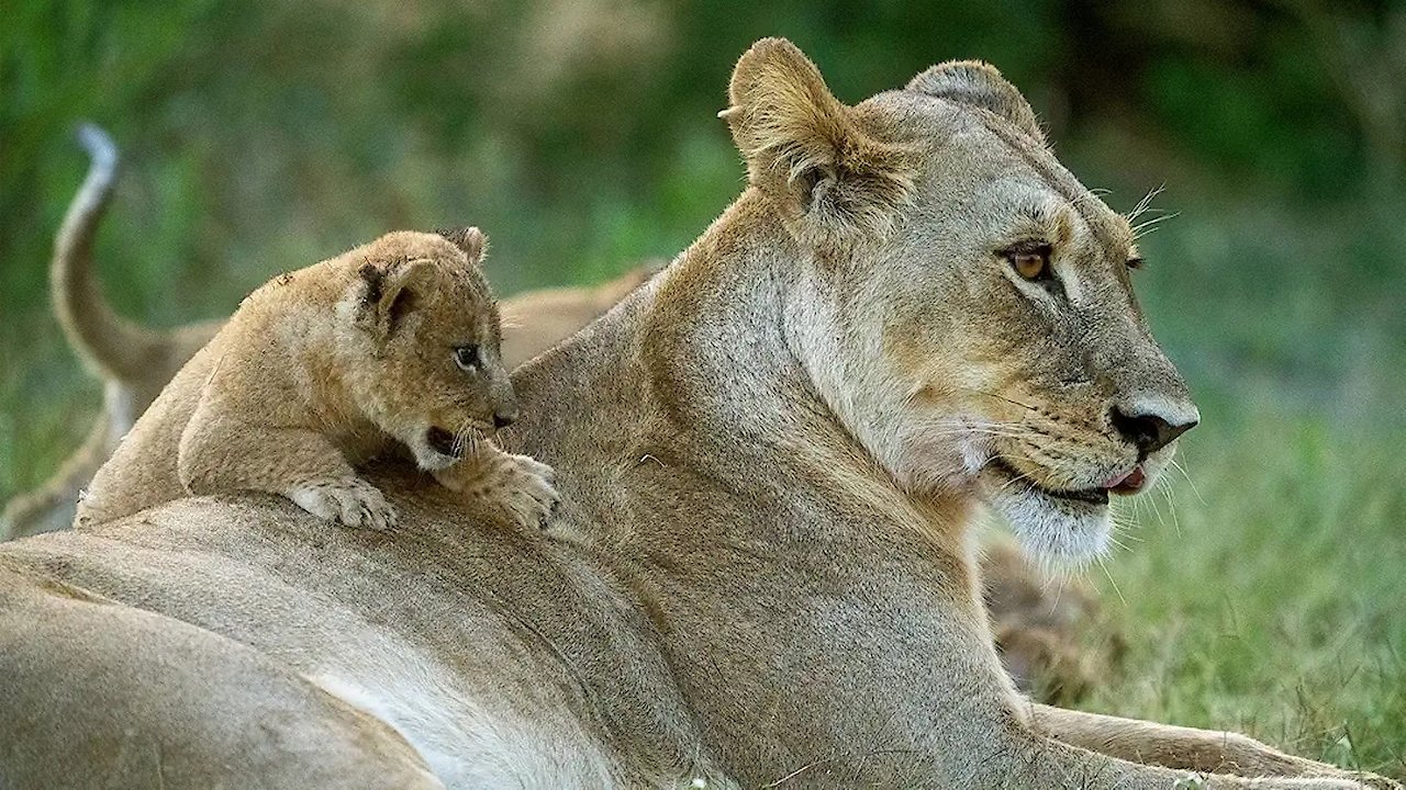 Big Cats, Small World
