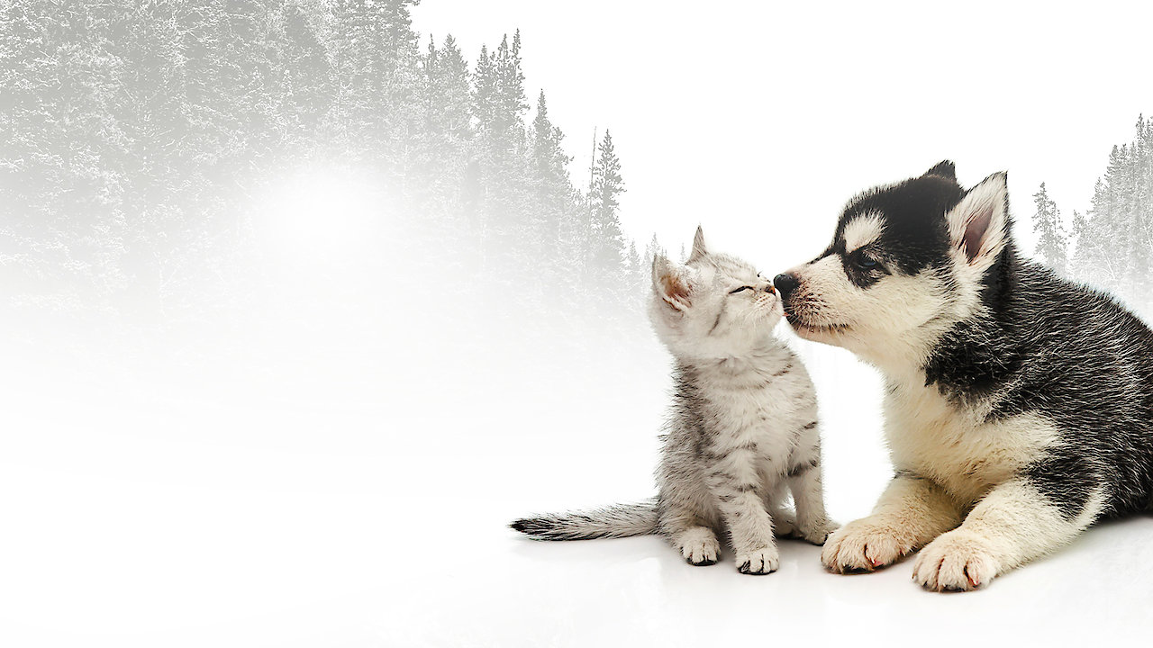 Incredible Northern Vets