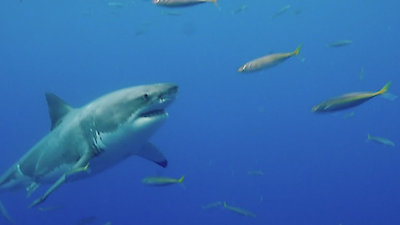 History's Most Shocking Season 1 Episode 4